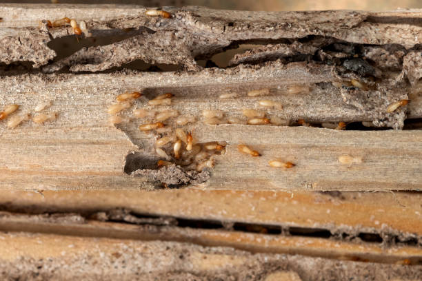 Best Affordable Pest Control Services  in Herscher, IL