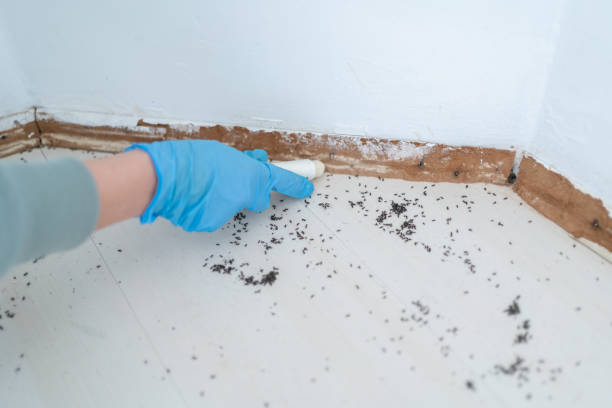 Best Mosquito Control Services  in Herscher, IL
