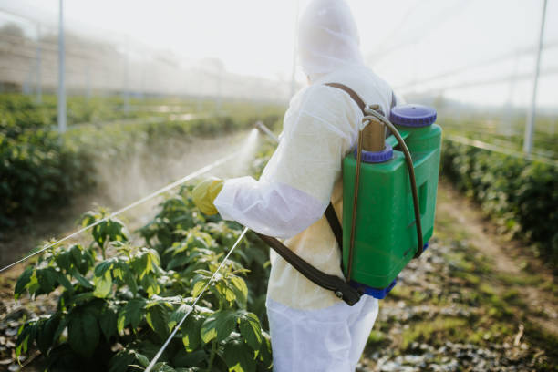 Wasp Removal Services in Herscher, IL